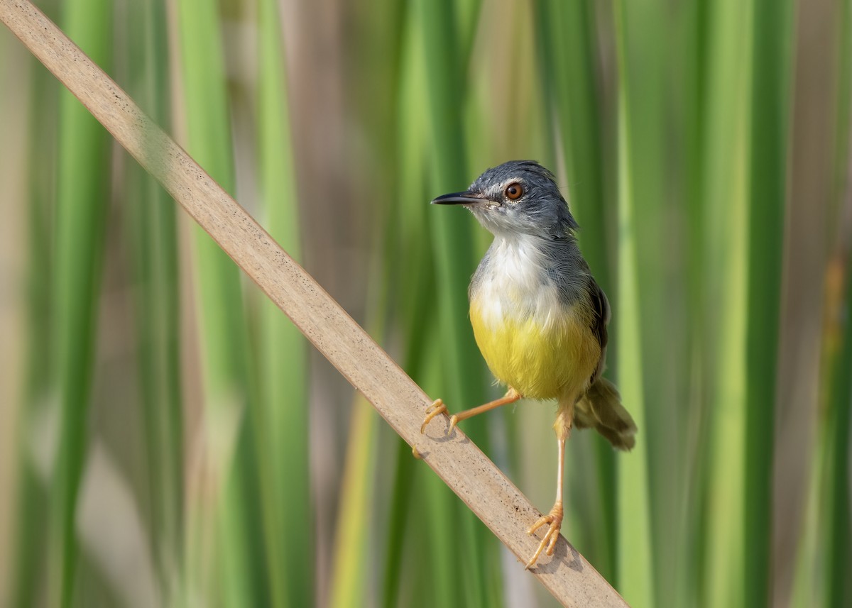 Prinia à ventre jaune - ML644065901