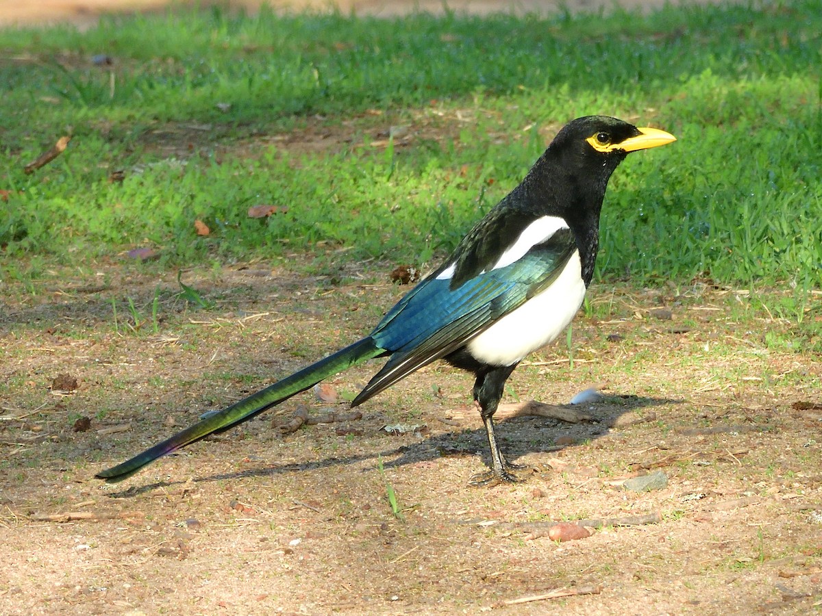 Yellow-billed Magpie - ML644065906