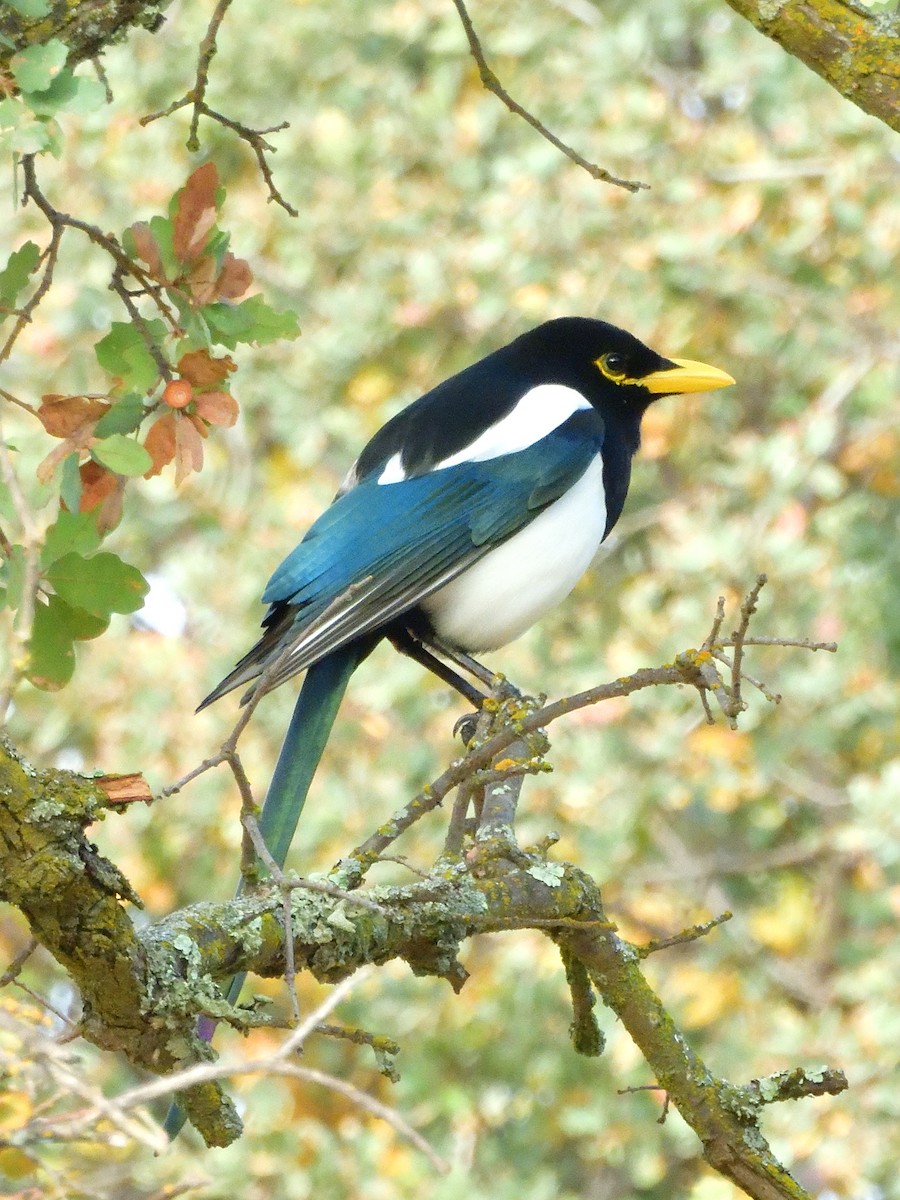 Yellow-billed Magpie - ML644065915