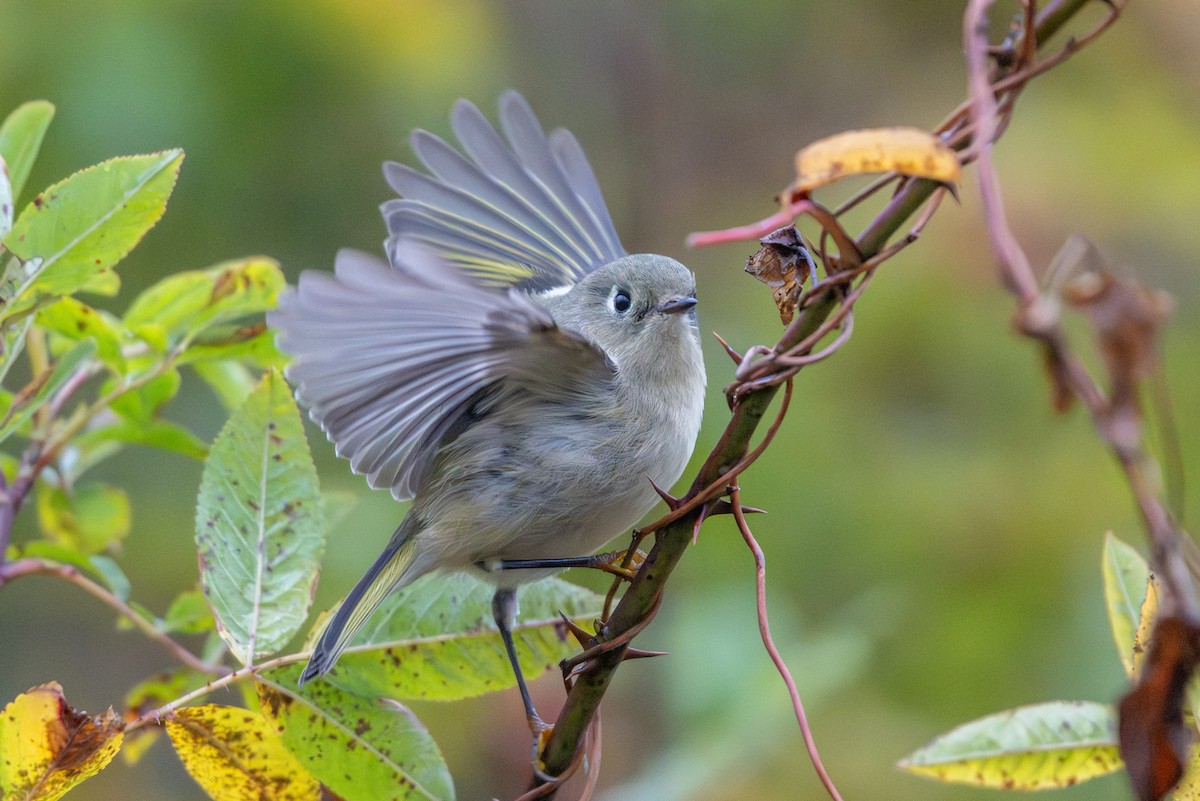 Ruby-crowned Kinglet - ML644065919