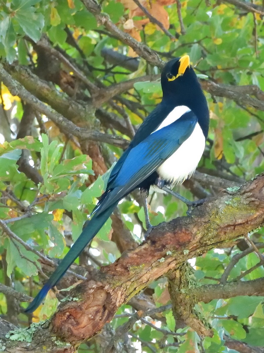 Yellow-billed Magpie - ML644065921