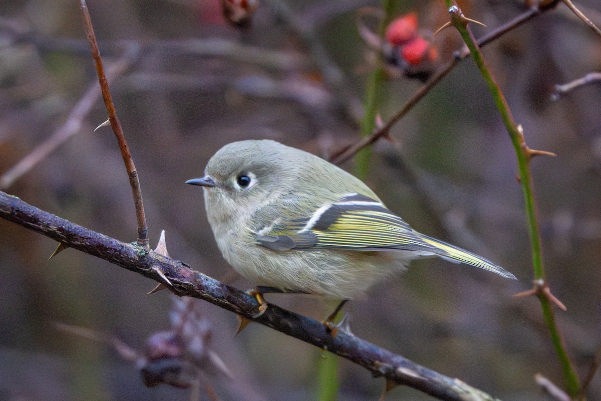 Ruby-crowned Kinglet - ML644065922