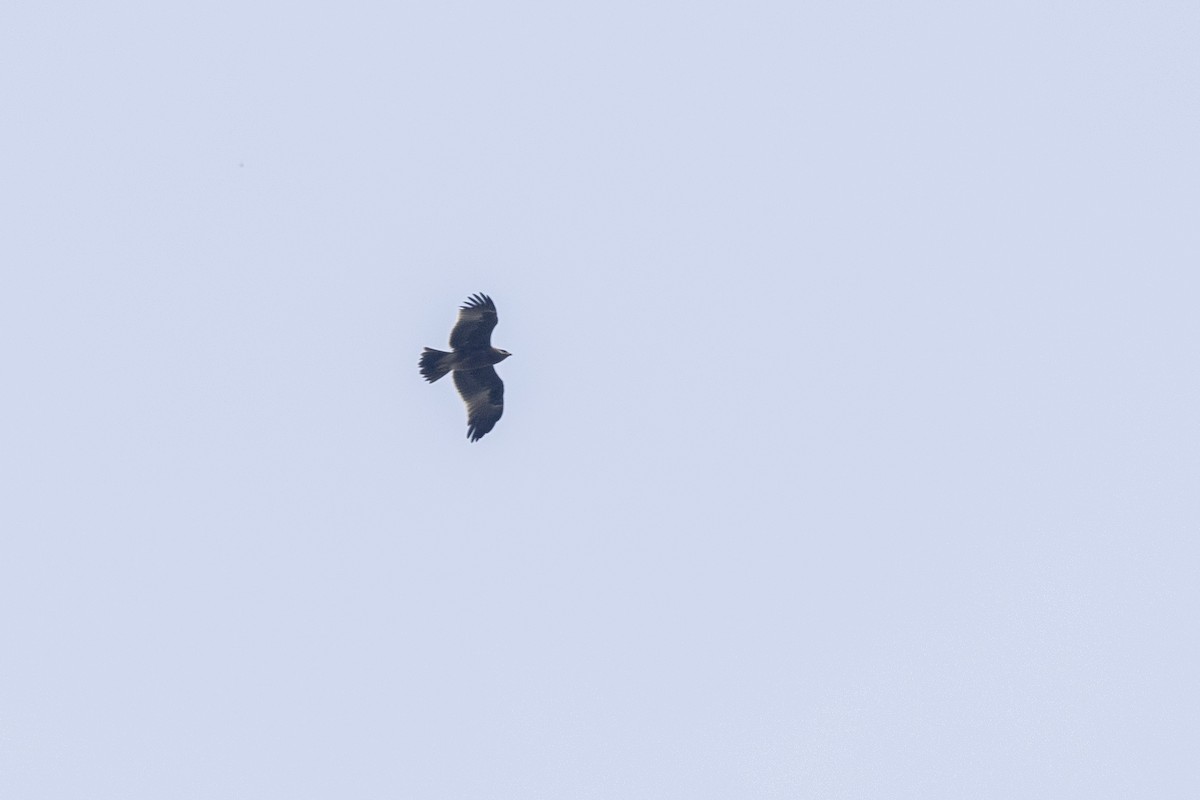 インドワシ - ML644065926