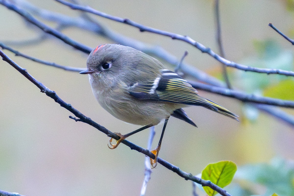 Ruby-crowned Kinglet - ML644065935