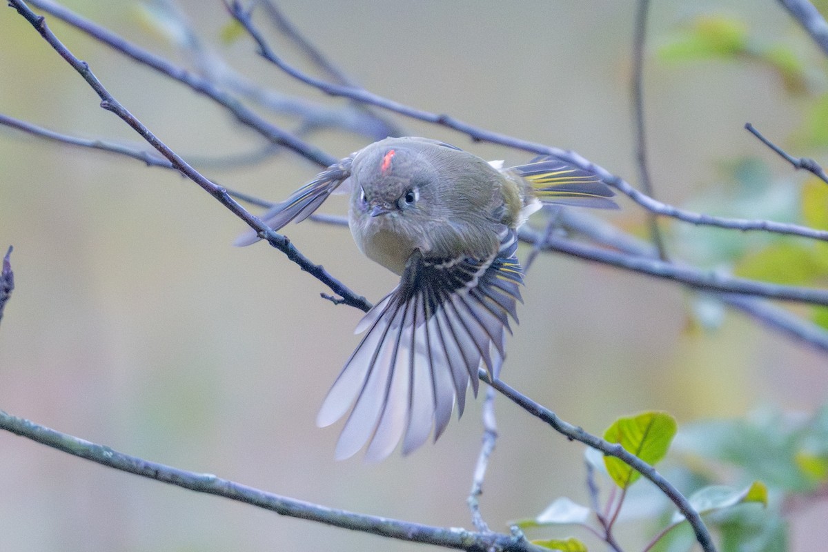 Ruby-crowned Kinglet - ML644065940
