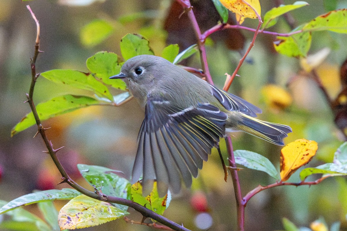 Ruby-crowned Kinglet - ML644065943