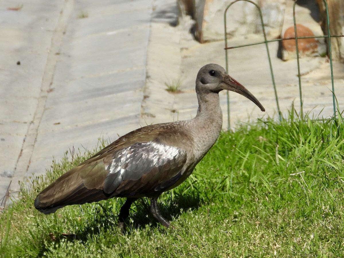 Ibis hagedash - ML644065976