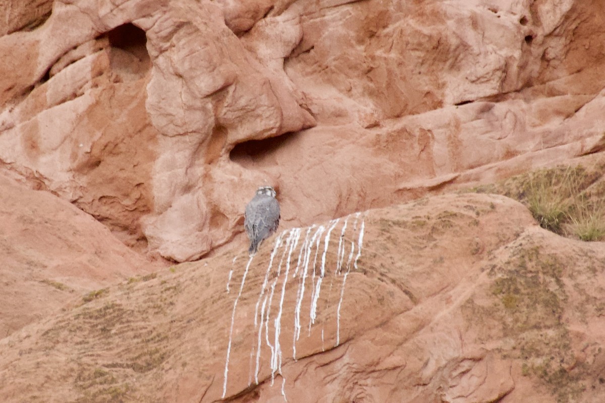 Prairie Falcon - ML644065985