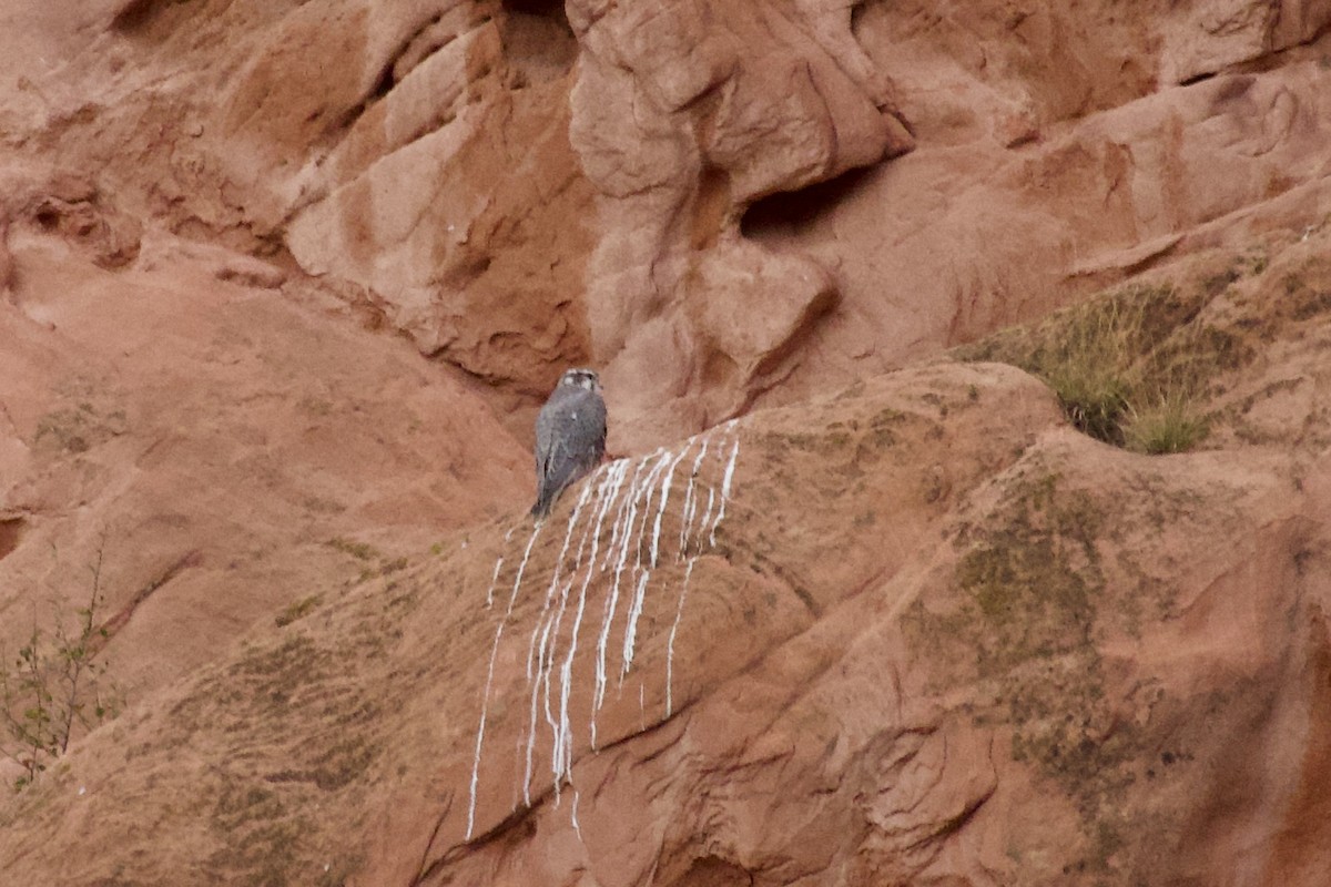 Prairie Falcon - ML644065986