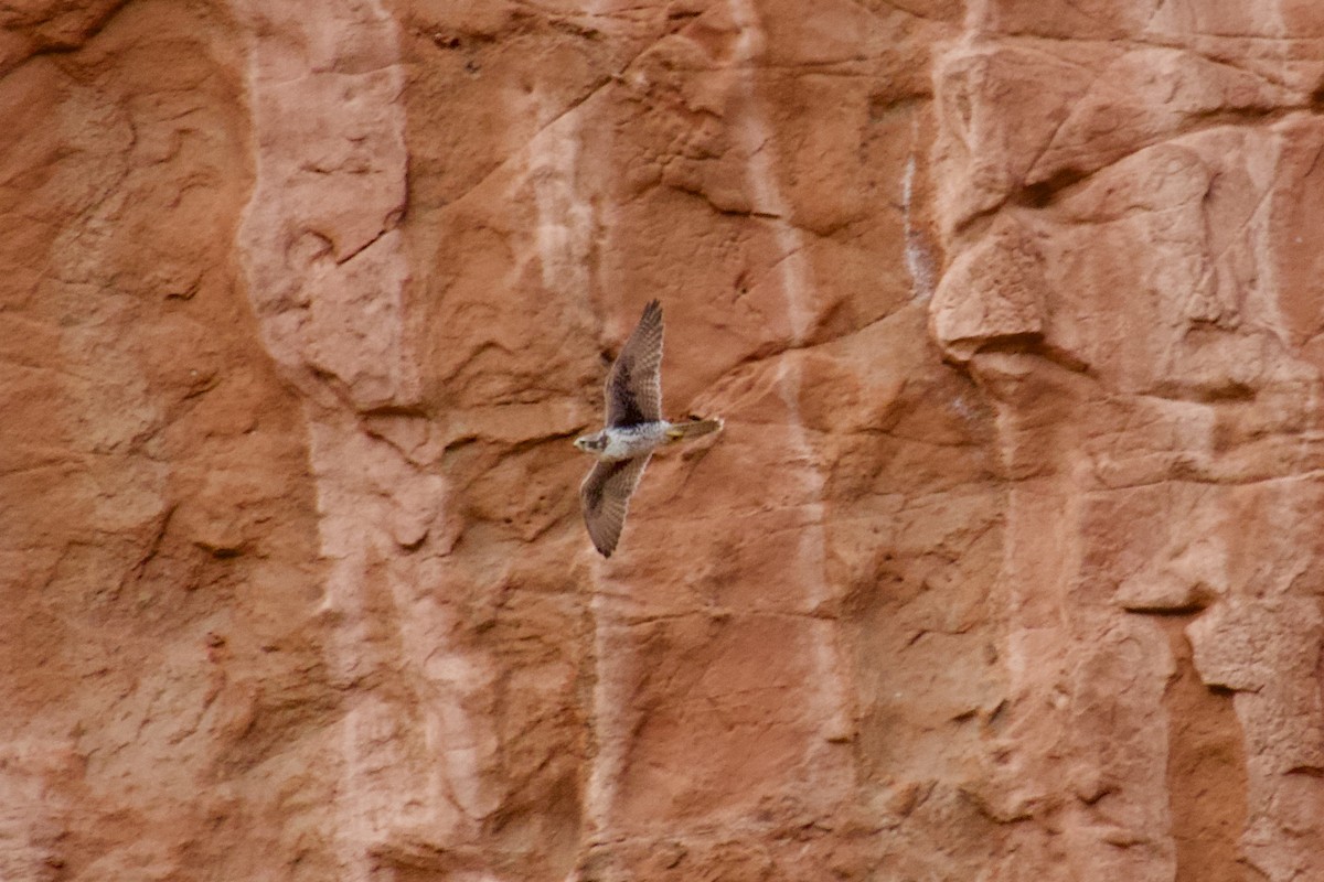Prairie Falcon - ML644065988