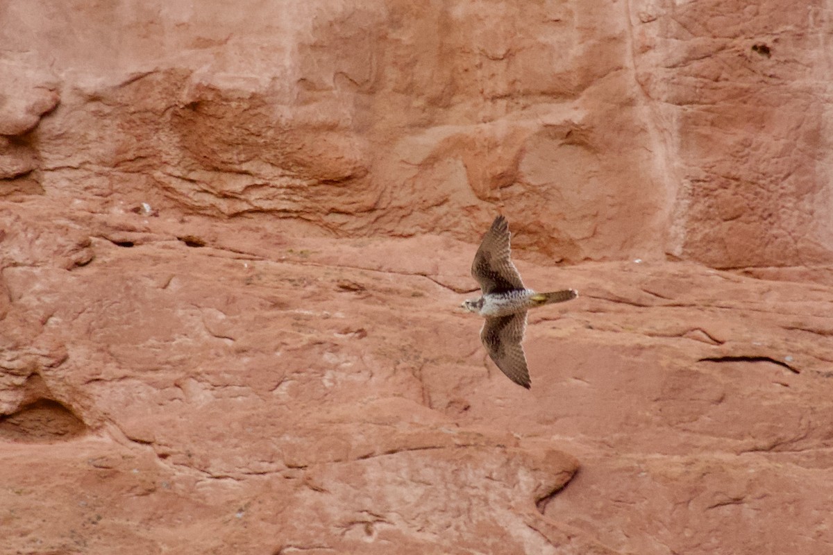 Prairie Falcon - ML644065989