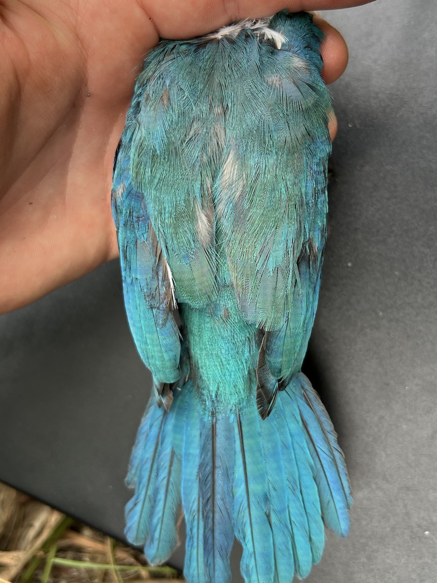 Mariana Kingfisher - ML644066005