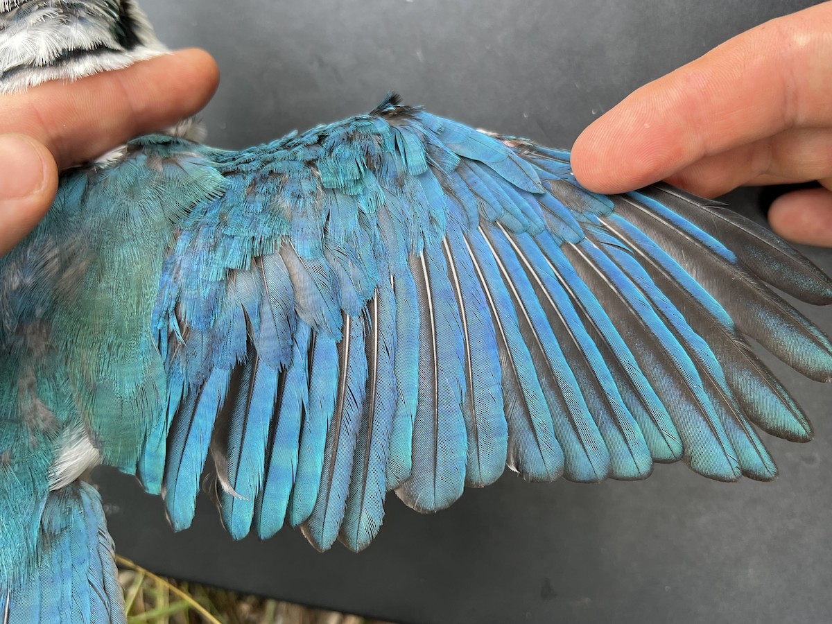 Mariana Kingfisher - ML644066006