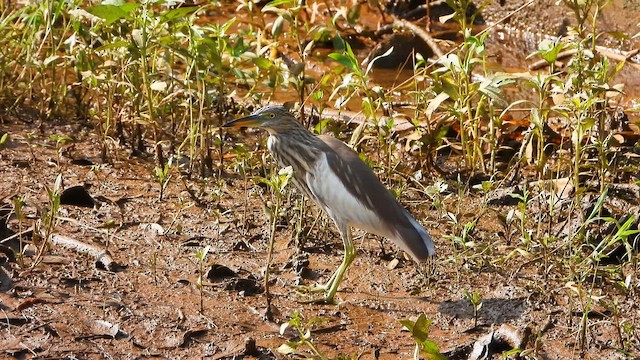 Indian Pond-Heron - ML644066040