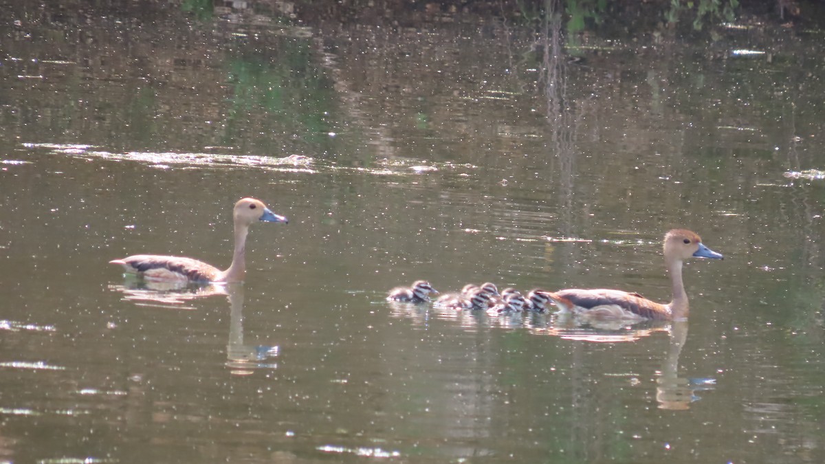 Dendrocygne siffleur - ML644066045