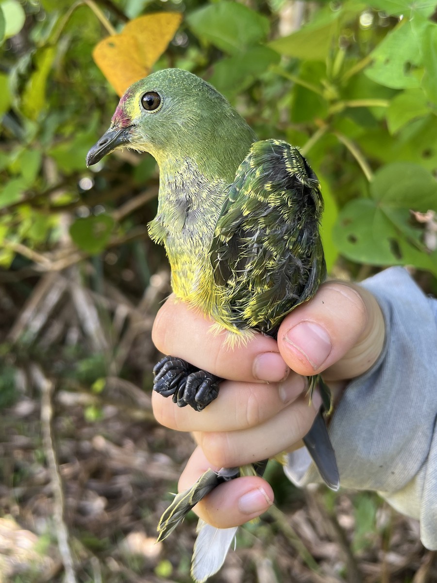 holub růžovohlavý - ML644066050