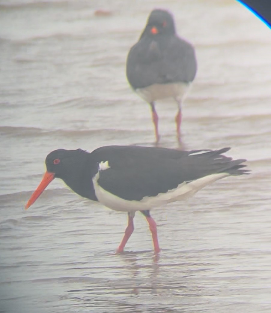 Pied Oystercatcher - ML644066057