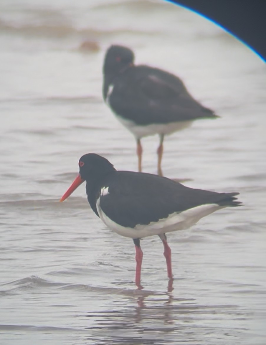 Pied Oystercatcher - ML644066058