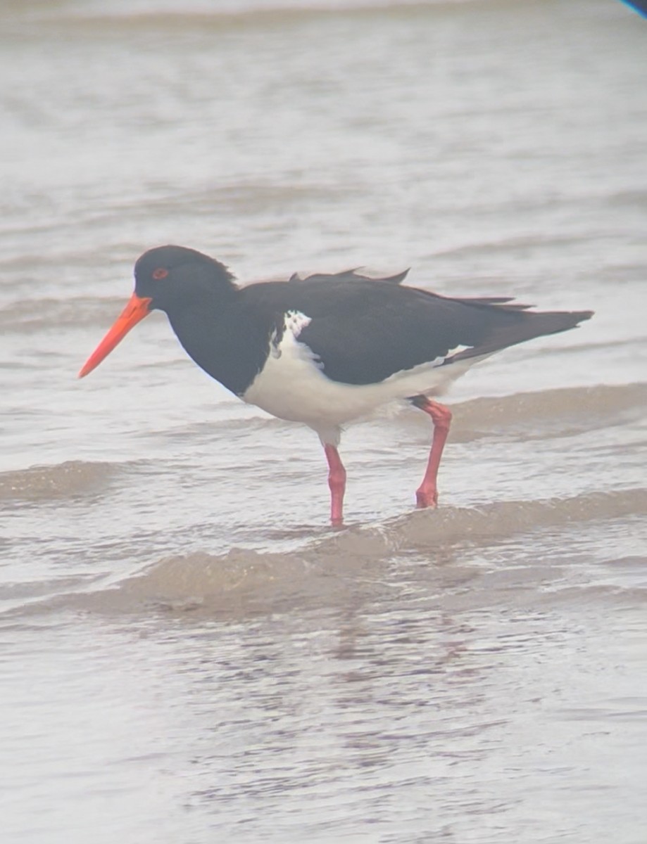 Pied Oystercatcher - ML644066059