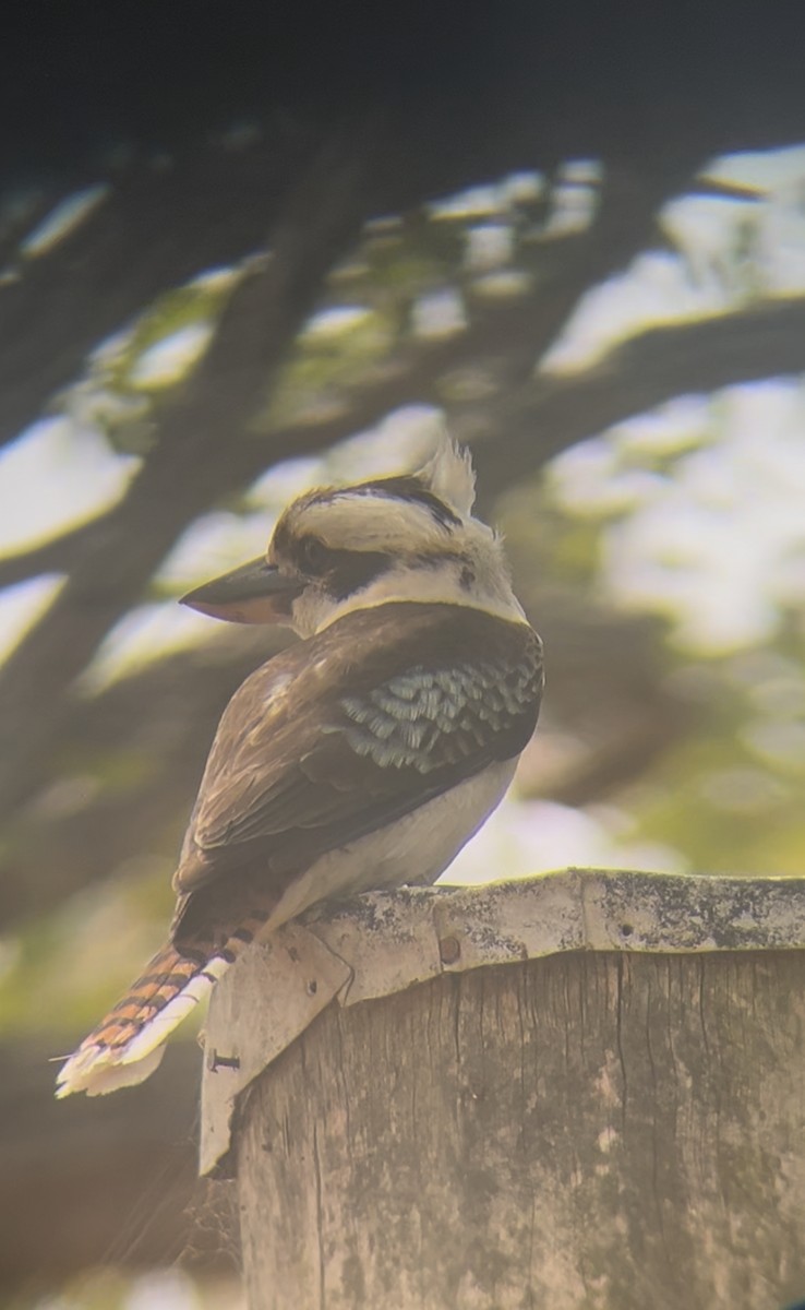 Laughing Kookaburra - ML644066071