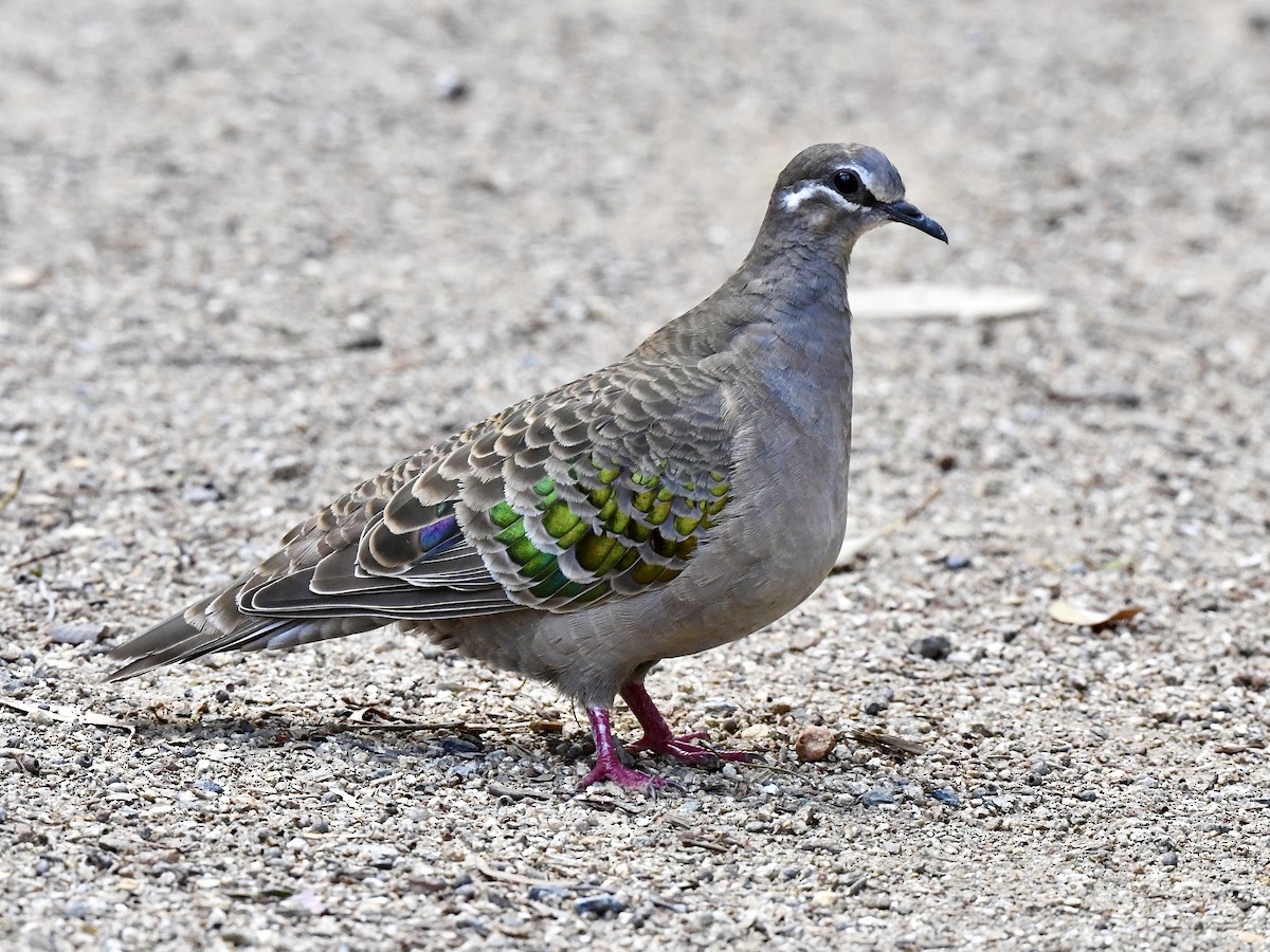 Common Bronzewing - ML644066076