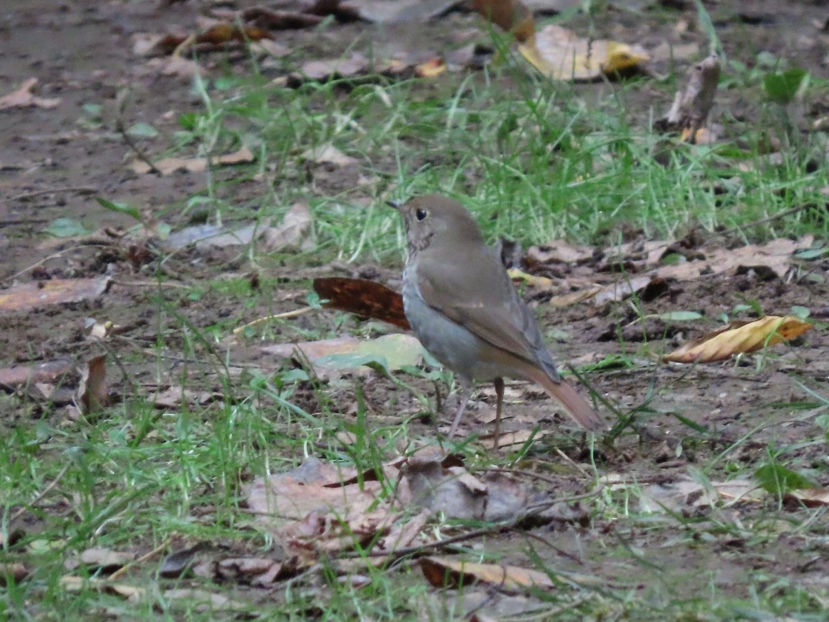 Hermit Thrush - ML644066085
