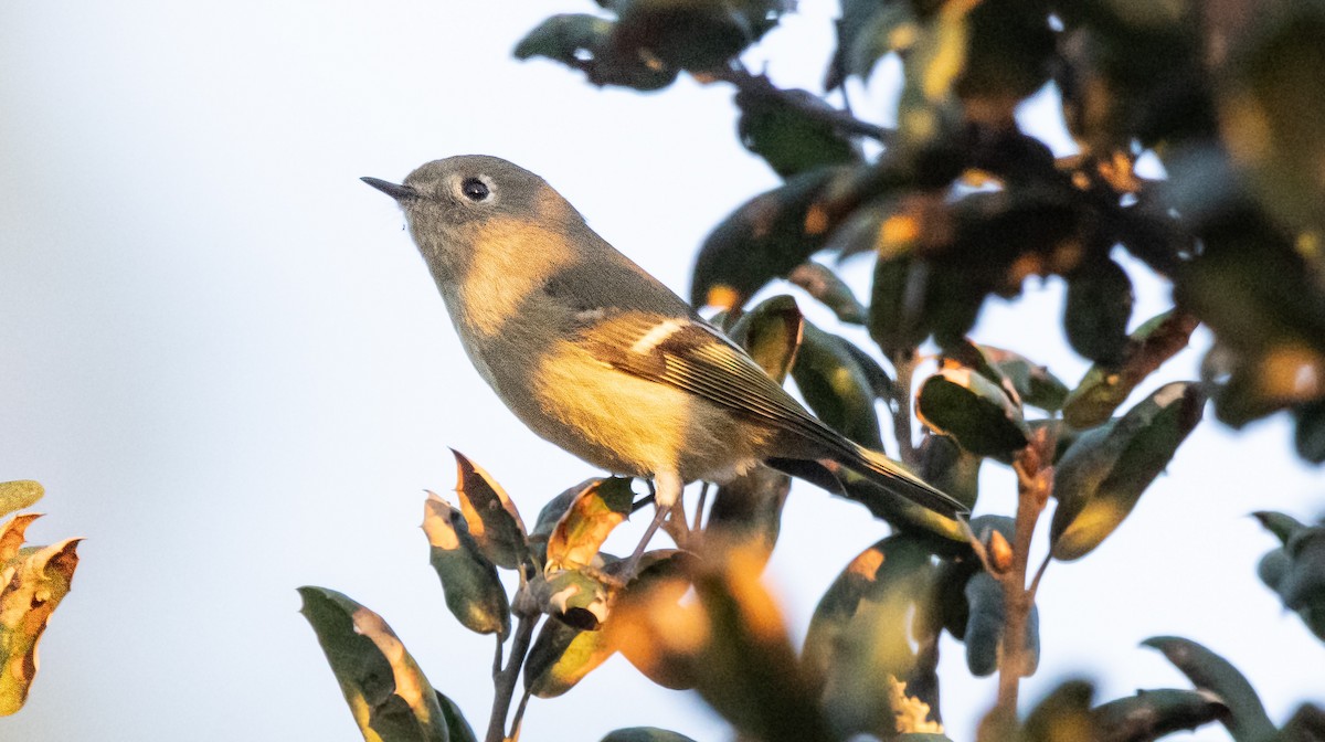 Ruby-crowned Kinglet - ML644066096