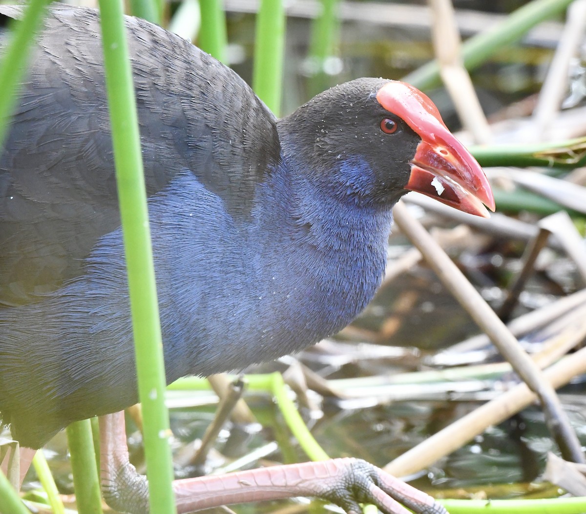 Australasian Swamphen - ML644066104