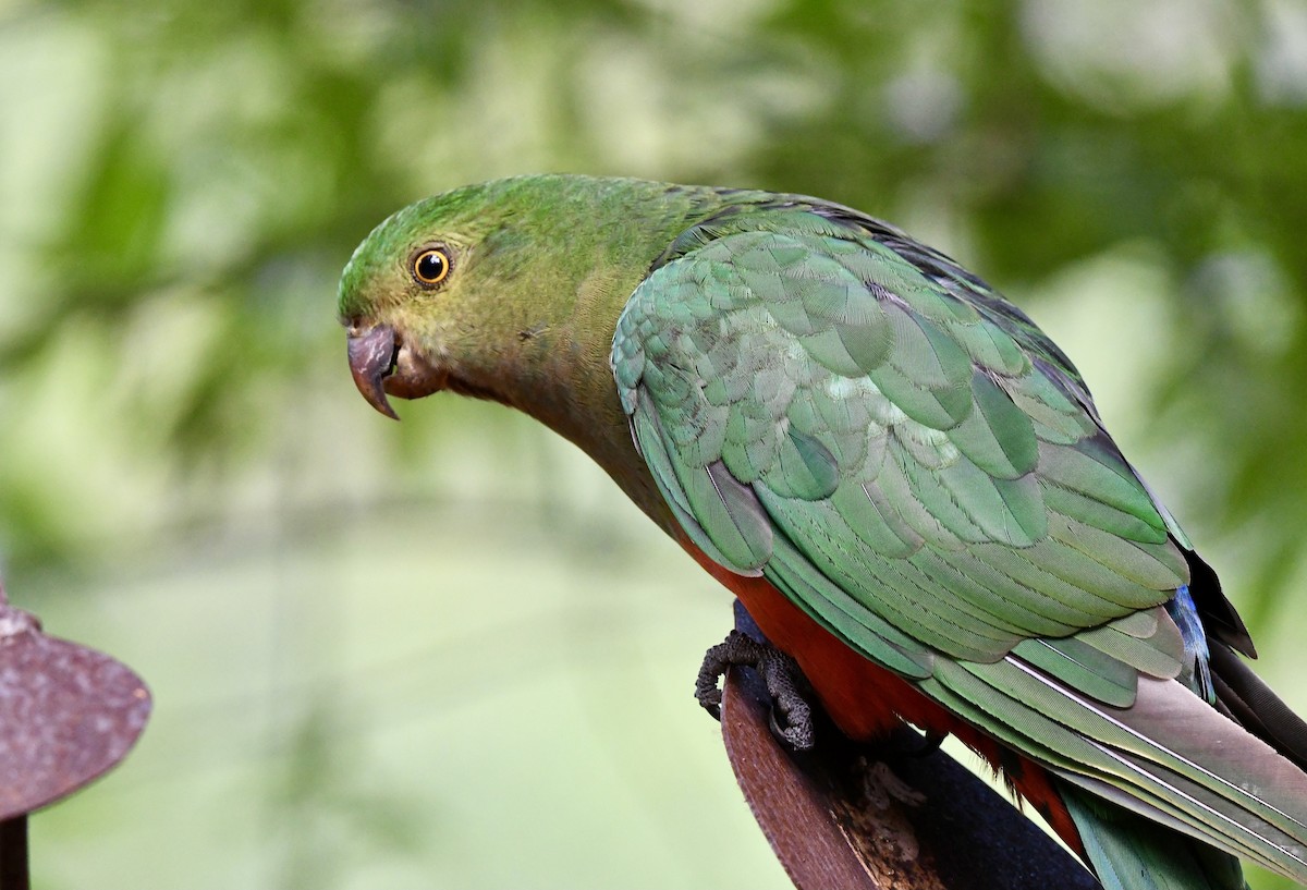 Australian King-Parrot - ML644066110