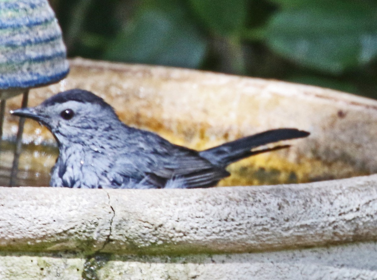 Gray Catbird - ML644066112