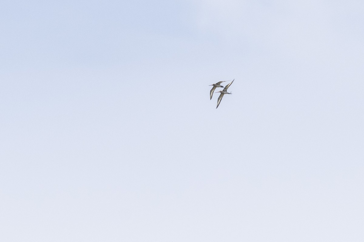 Морин цууцал - ML644066113