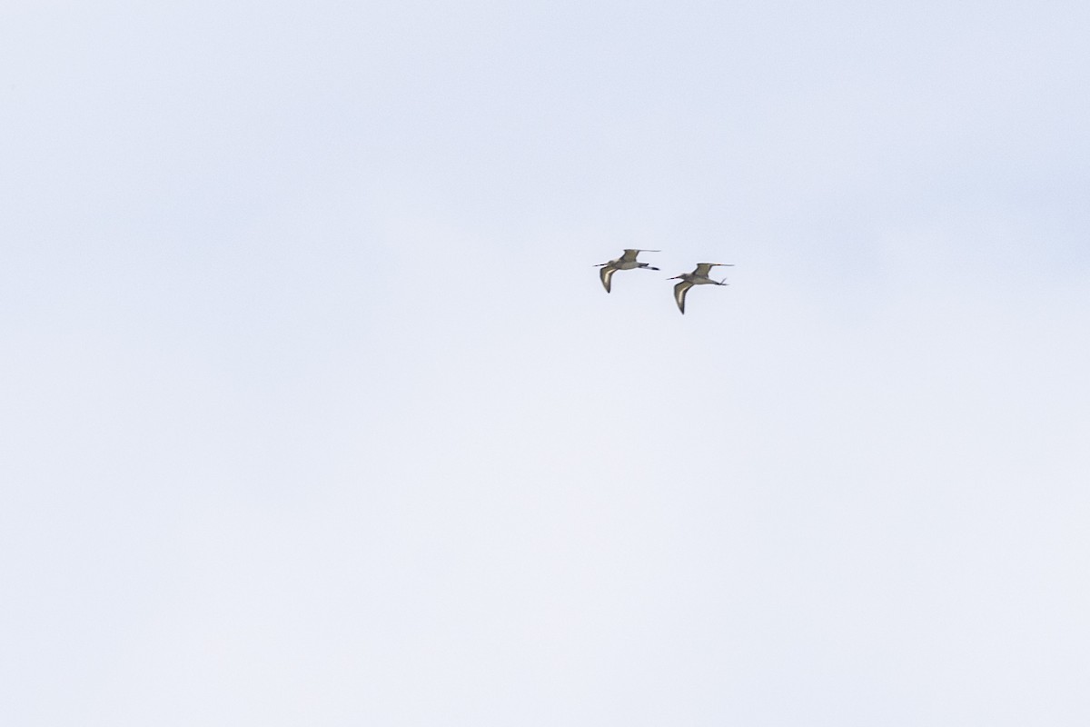 Морин цууцал - ML644066114