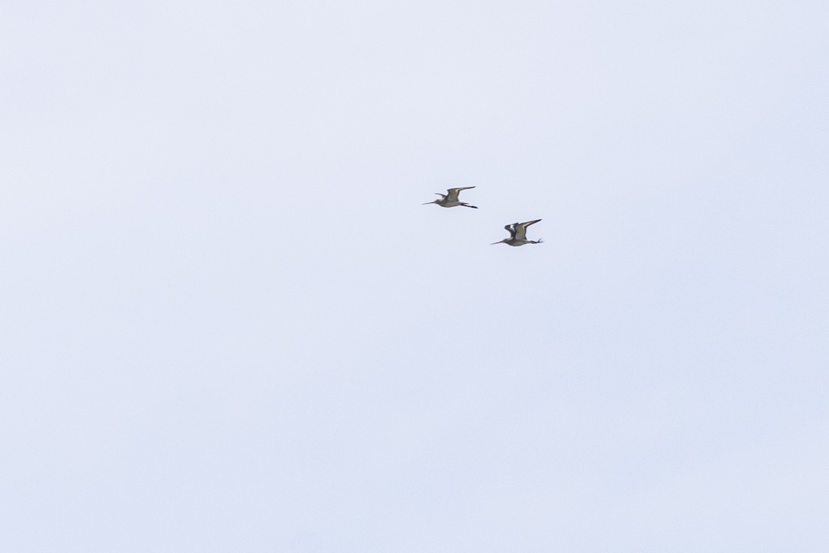 Морин цууцал - ML644066118