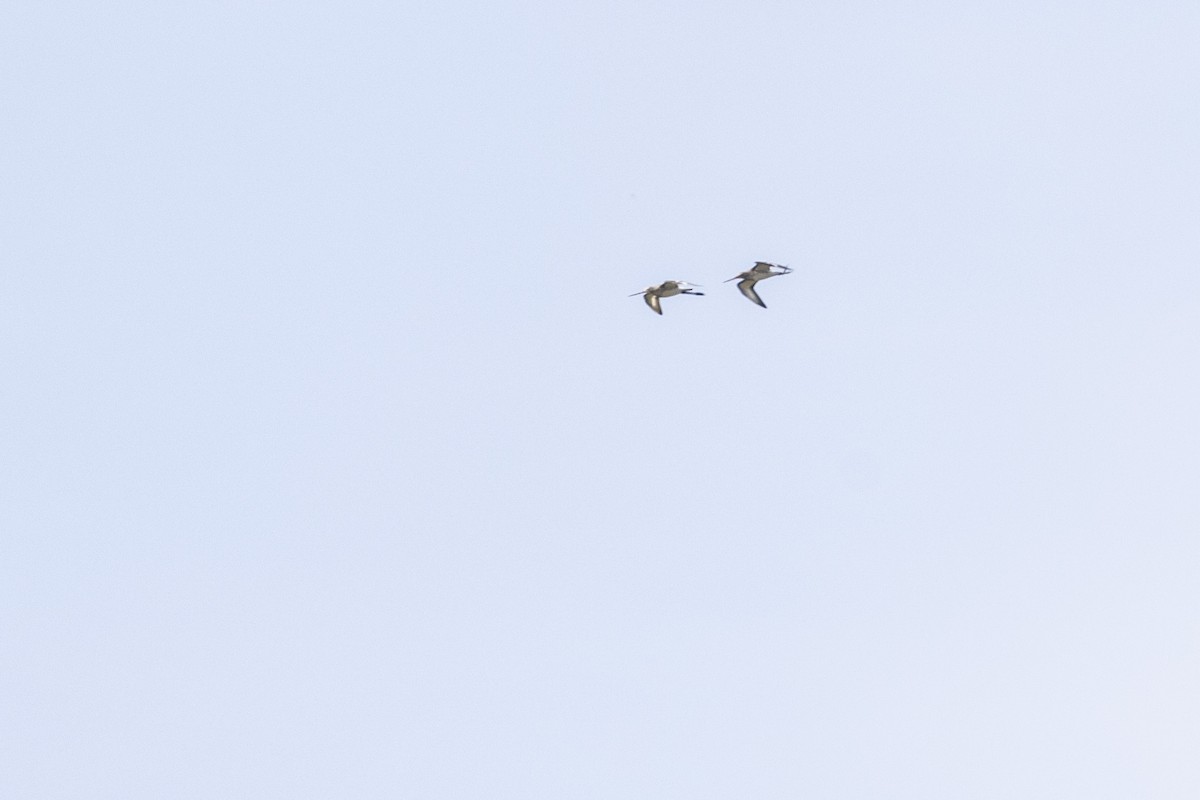 Морин цууцал - ML644066119