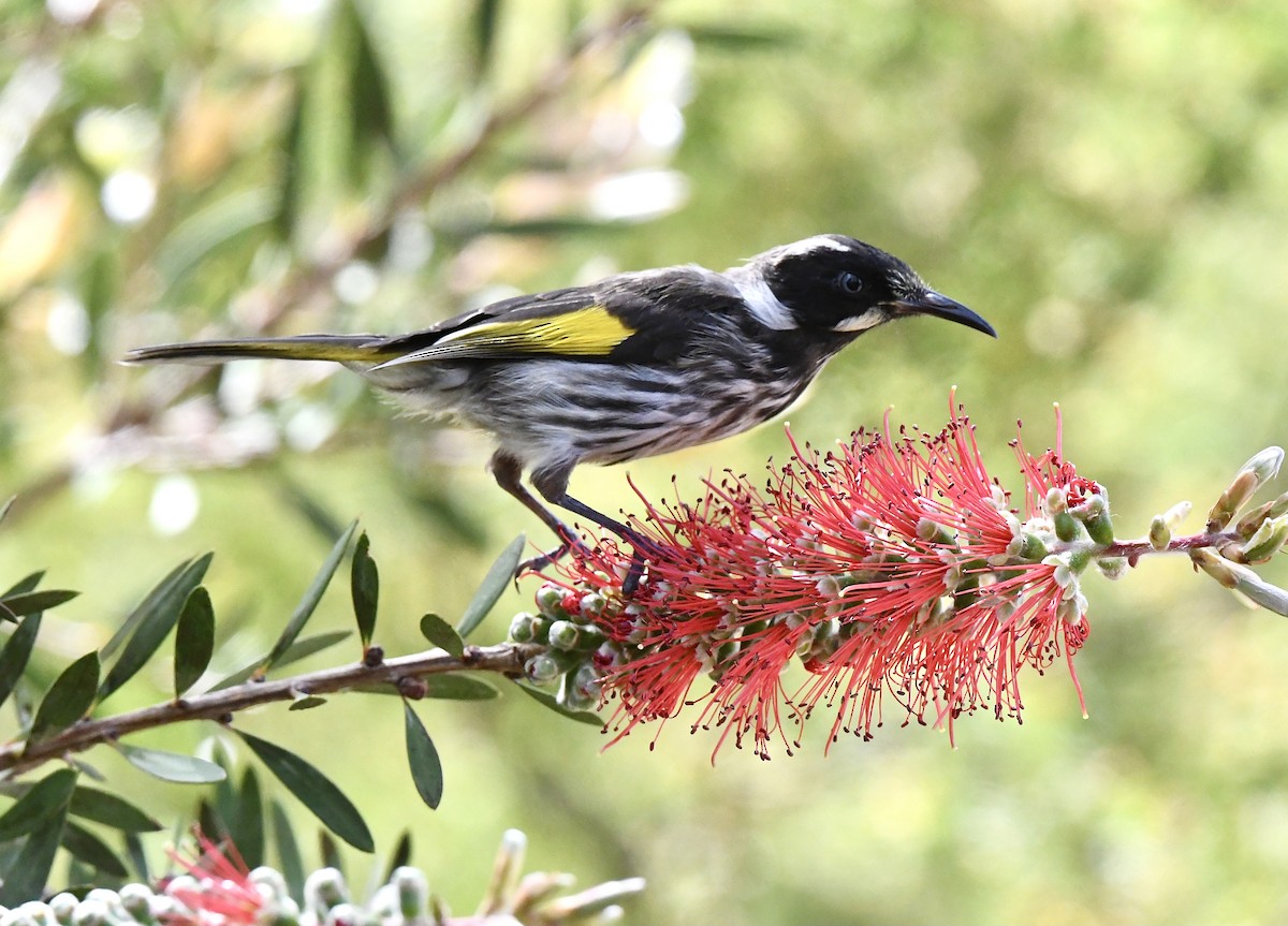 New Holland Honeyeater - ML644066127