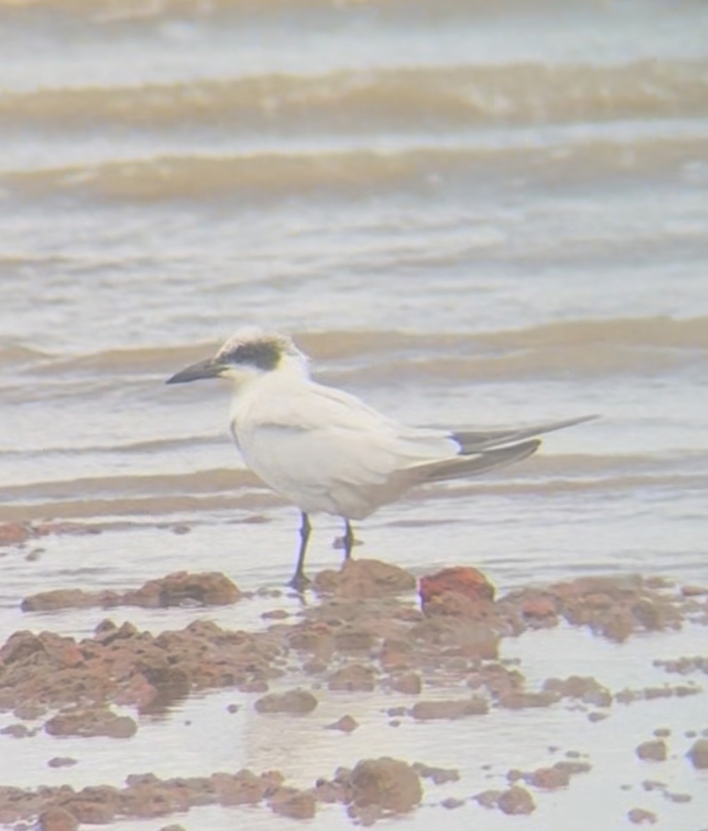 Australian Tern - ML644066131
