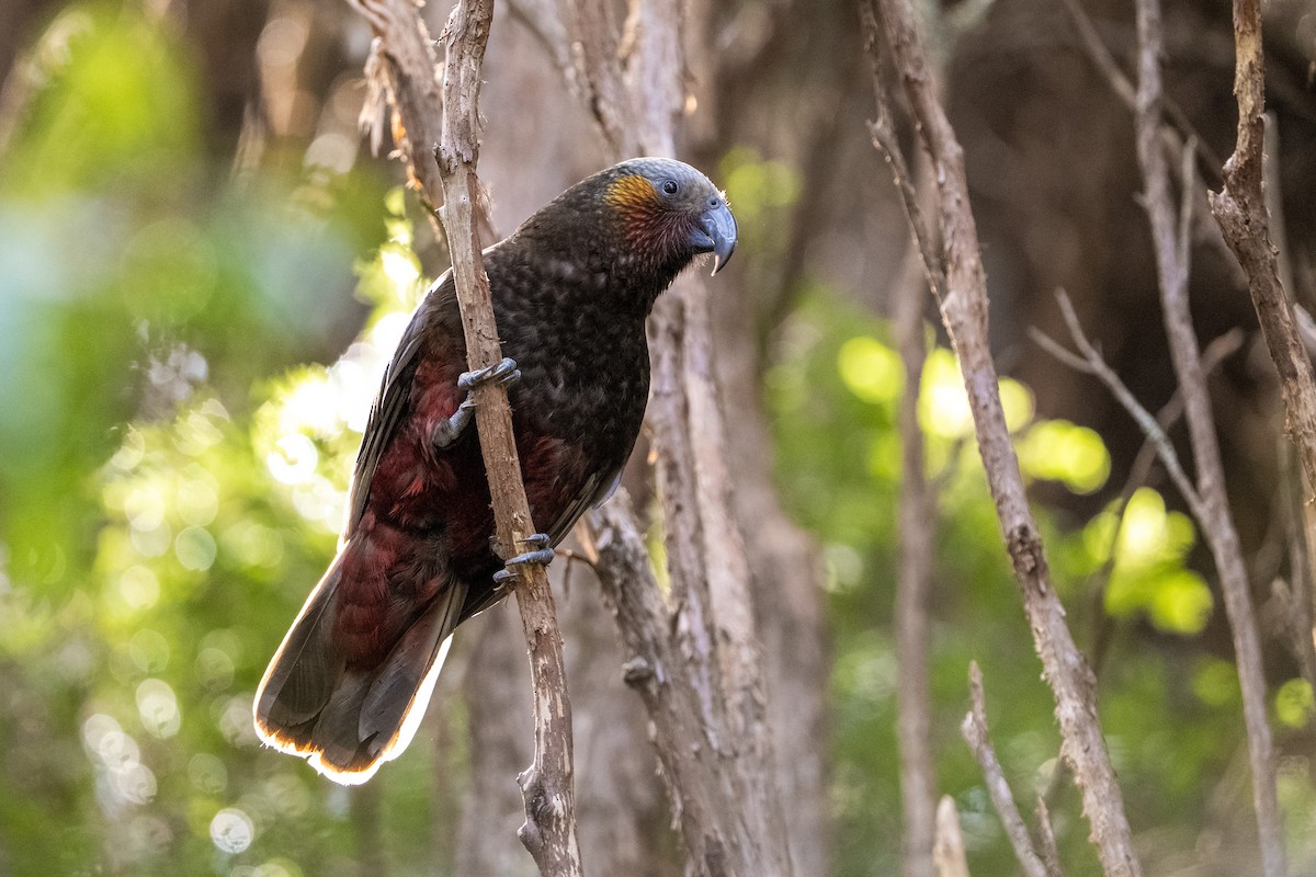 New Zealand Kaka - ML644066149