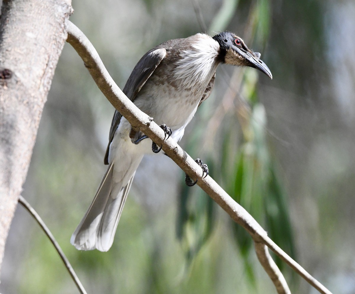 Noisy Friarbird - ML644066156