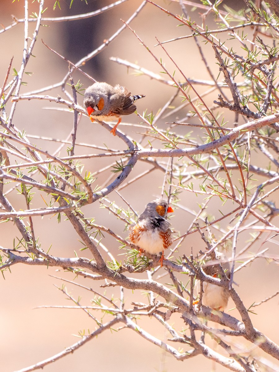 Діамантник зебровий - ML644066162