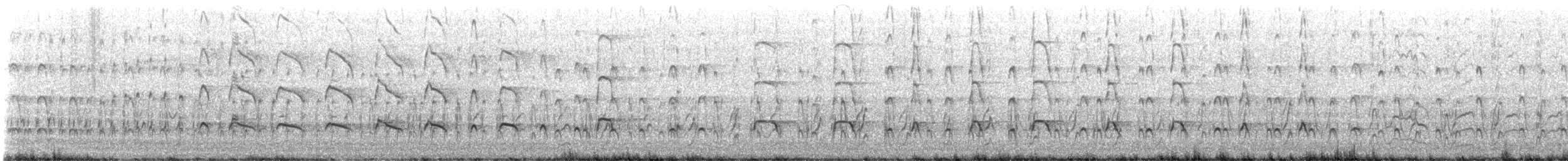 Pied Oystercatcher - ML644066167