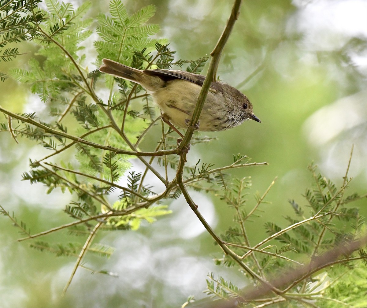Brown Thornbill - ML644066177
