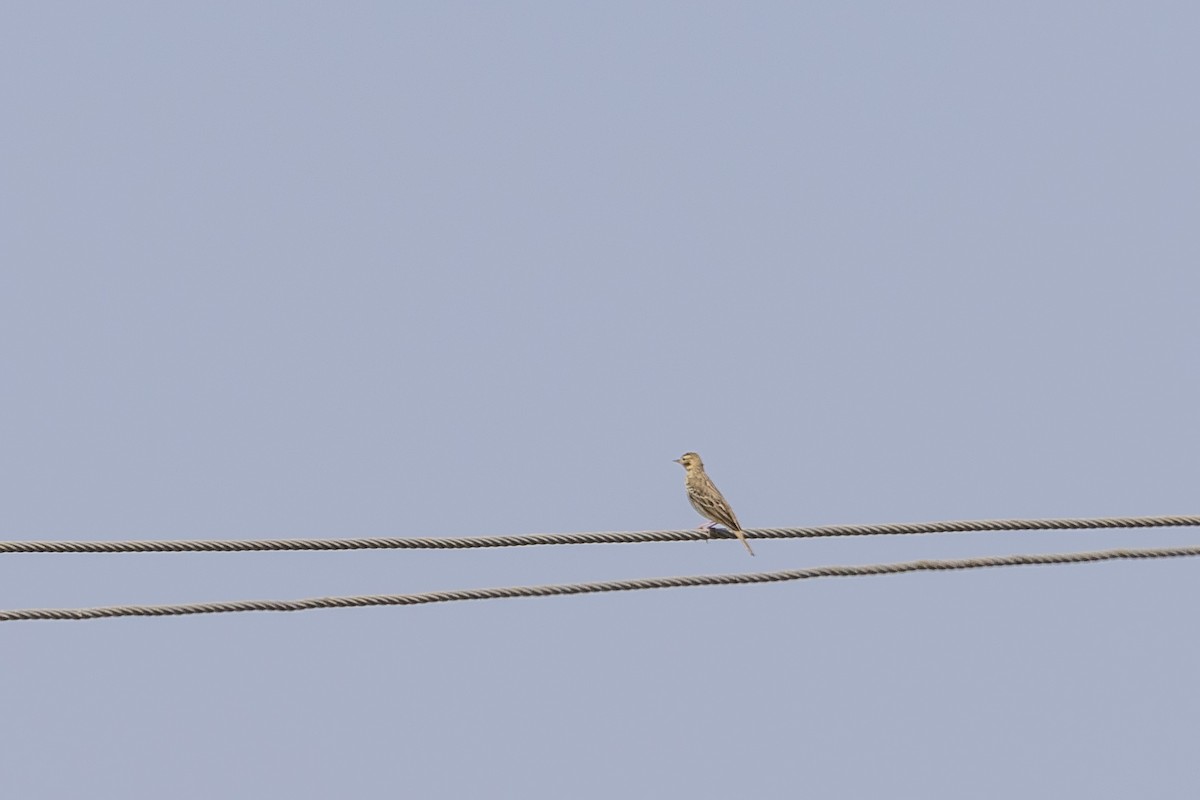 Pipit des arbres - ML644066183