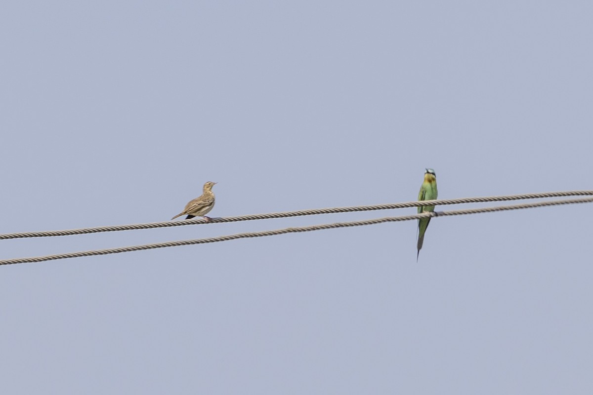Pipit des arbres - ML644066184
