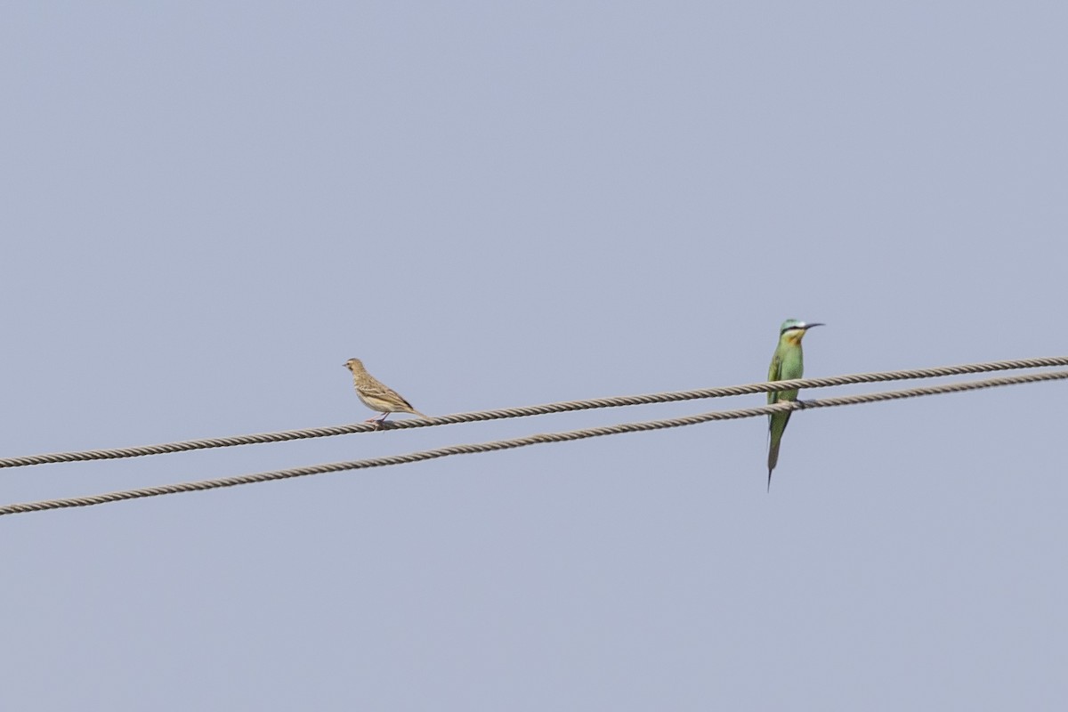 Pipit des arbres - ML644066185