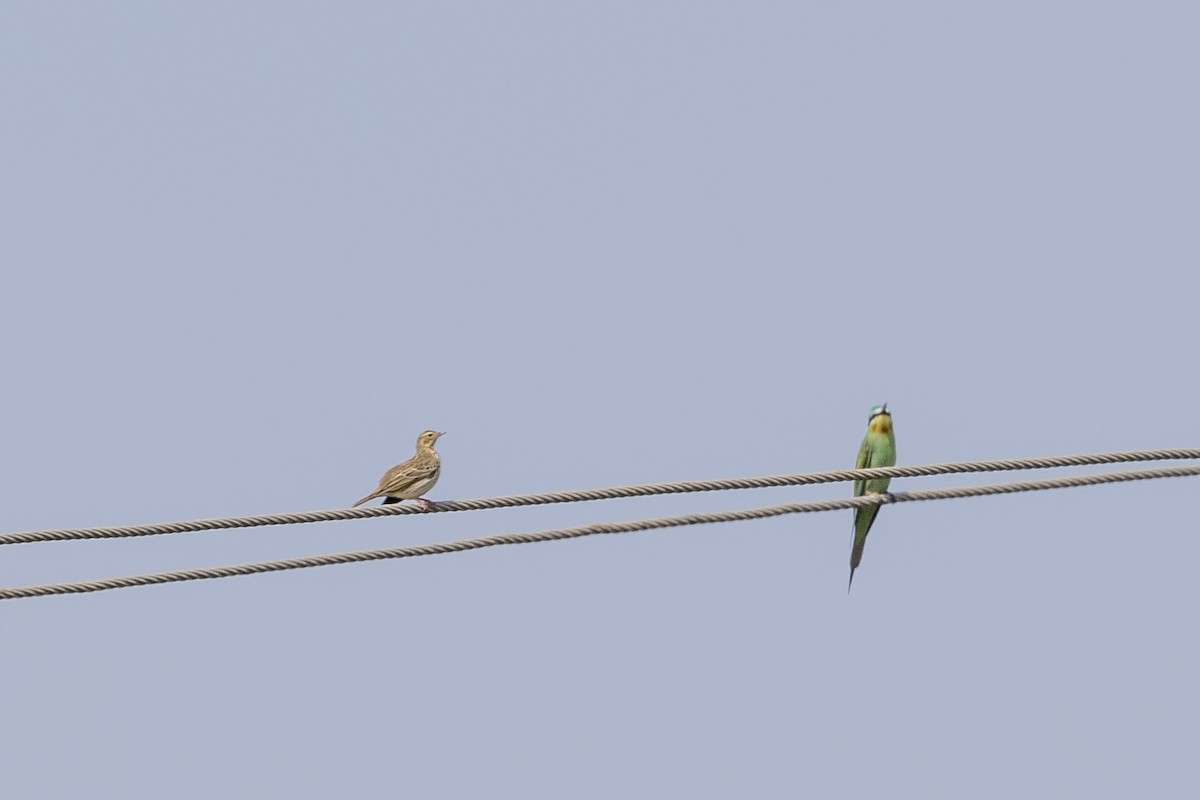 Pipit des arbres - ML644066186