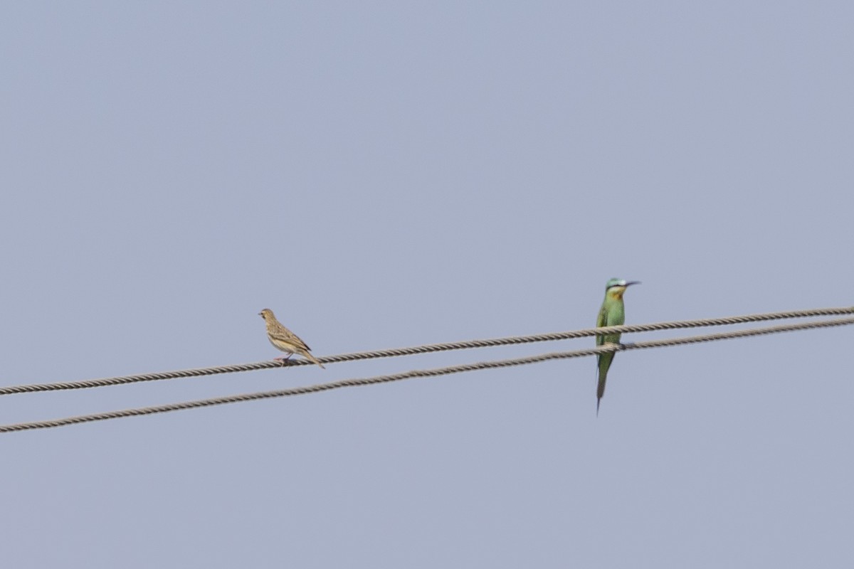Pipit des arbres - ML644066187