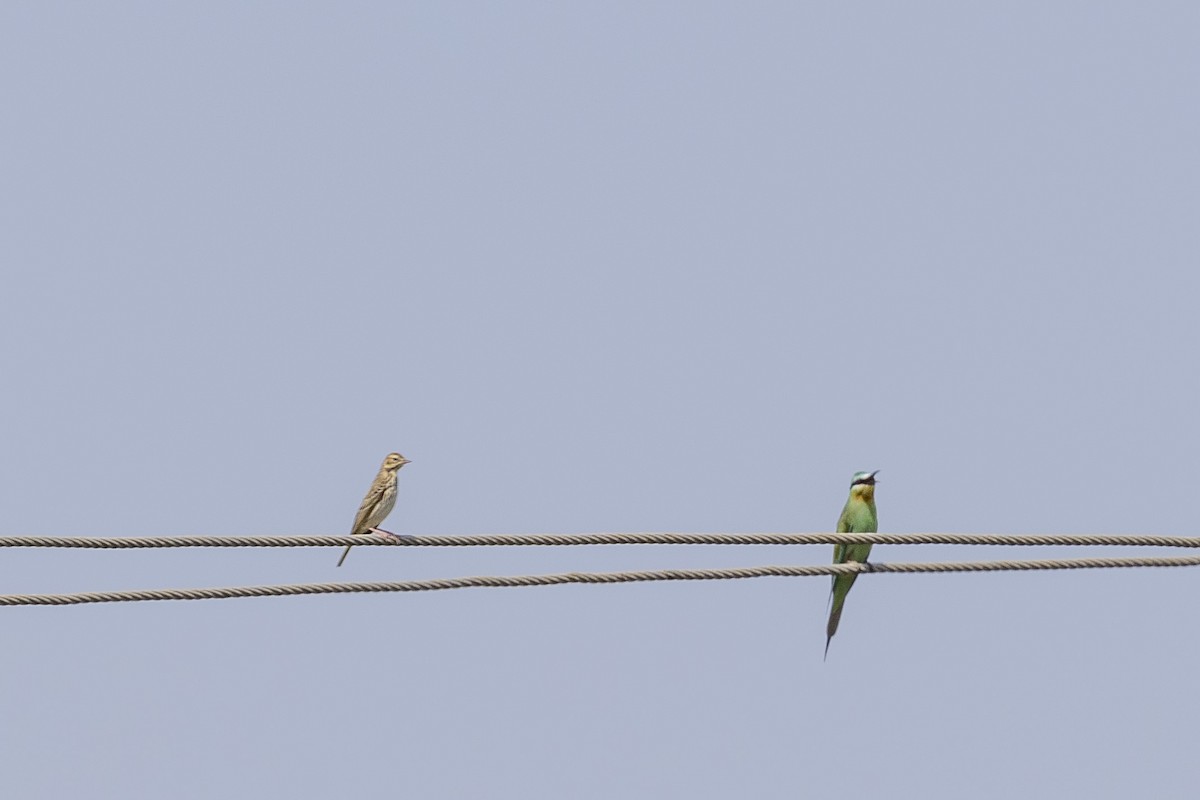 Pipit des arbres - ML644066188