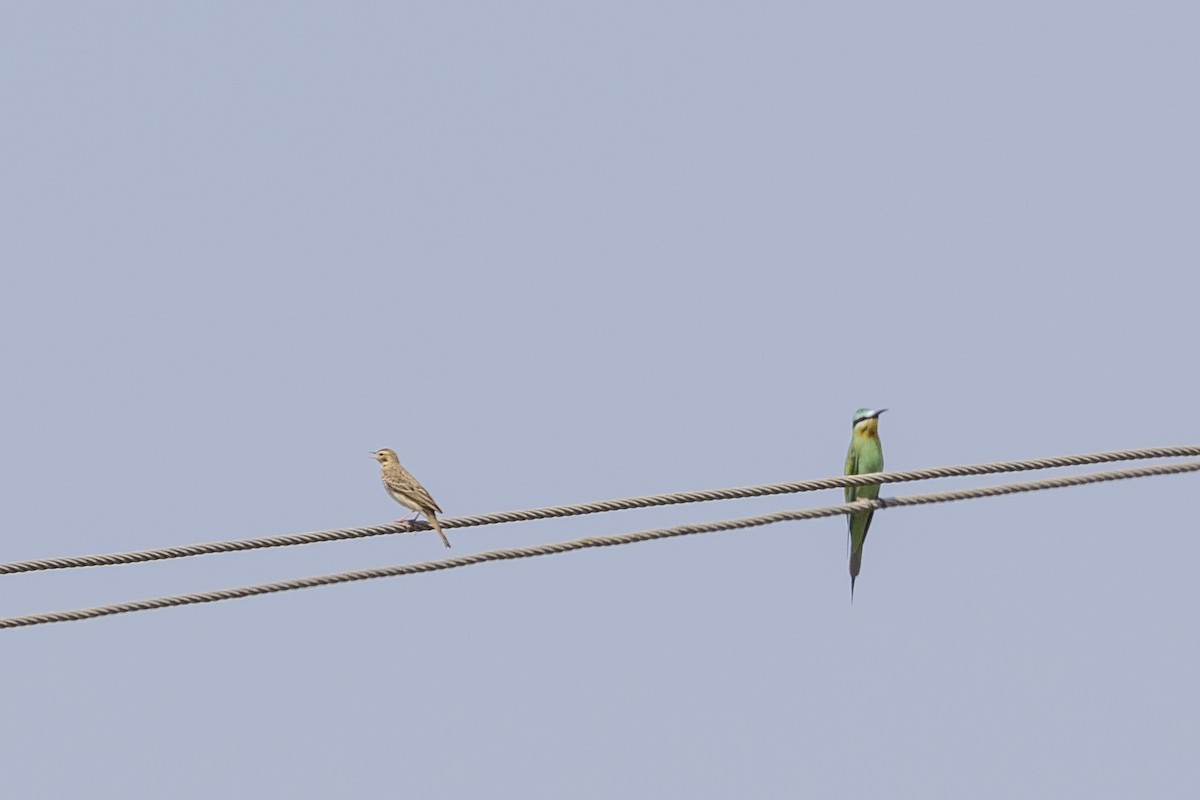 Pipit des arbres - ML644066189