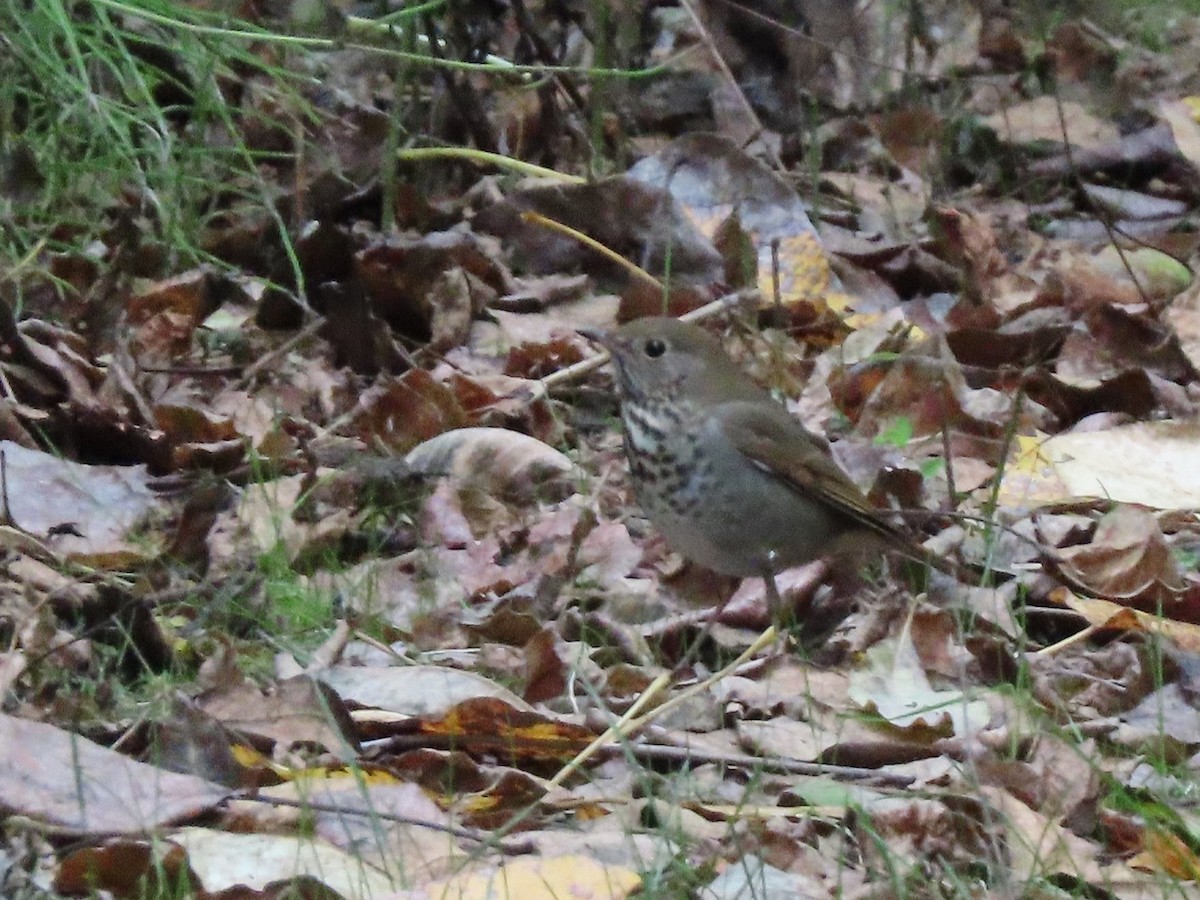 Hermit Thrush - ML644066198