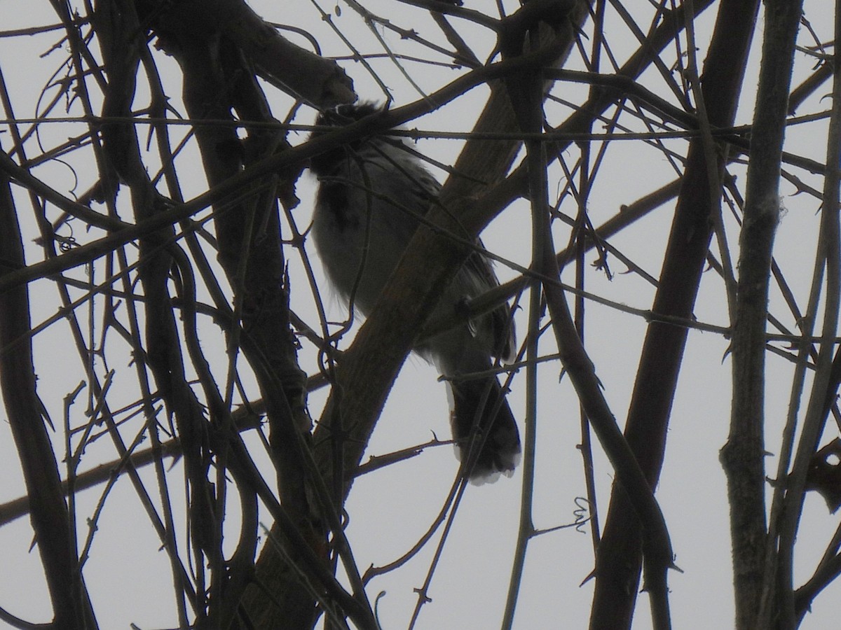 Collared Antshrike - ML644066258